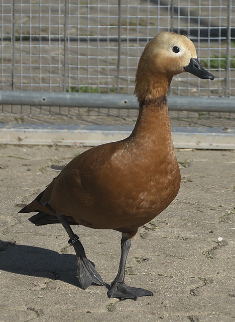 和冲突